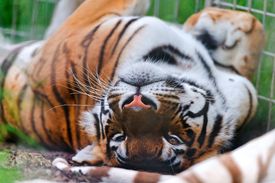 Image of tigs