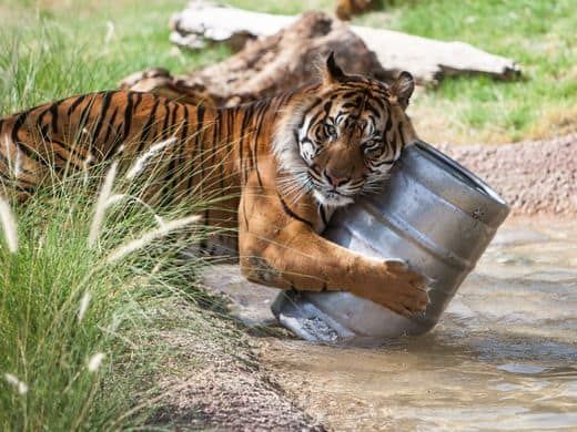 Image of tigs