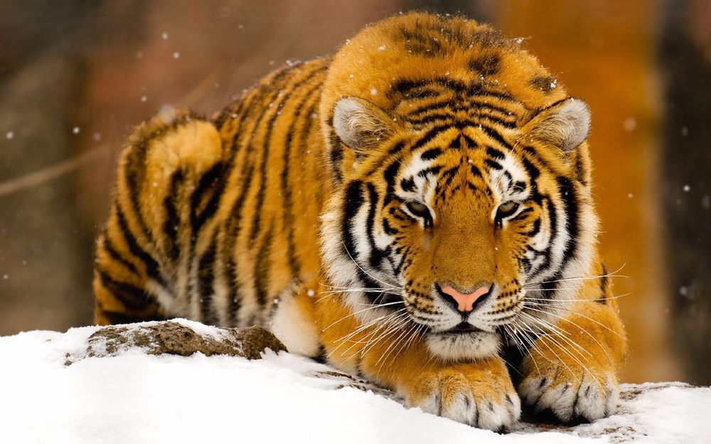 Image of tigs
