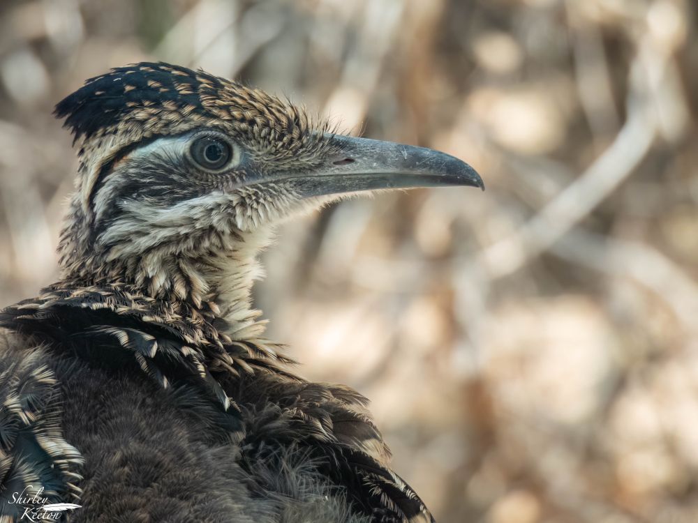 Mostly black and brown bird closeup. Photo shows the head (turned to the right) and upper back of the bird. Bird has a dark crest which is flattened back, white horizontal striping on the face, and a longish dark beak.