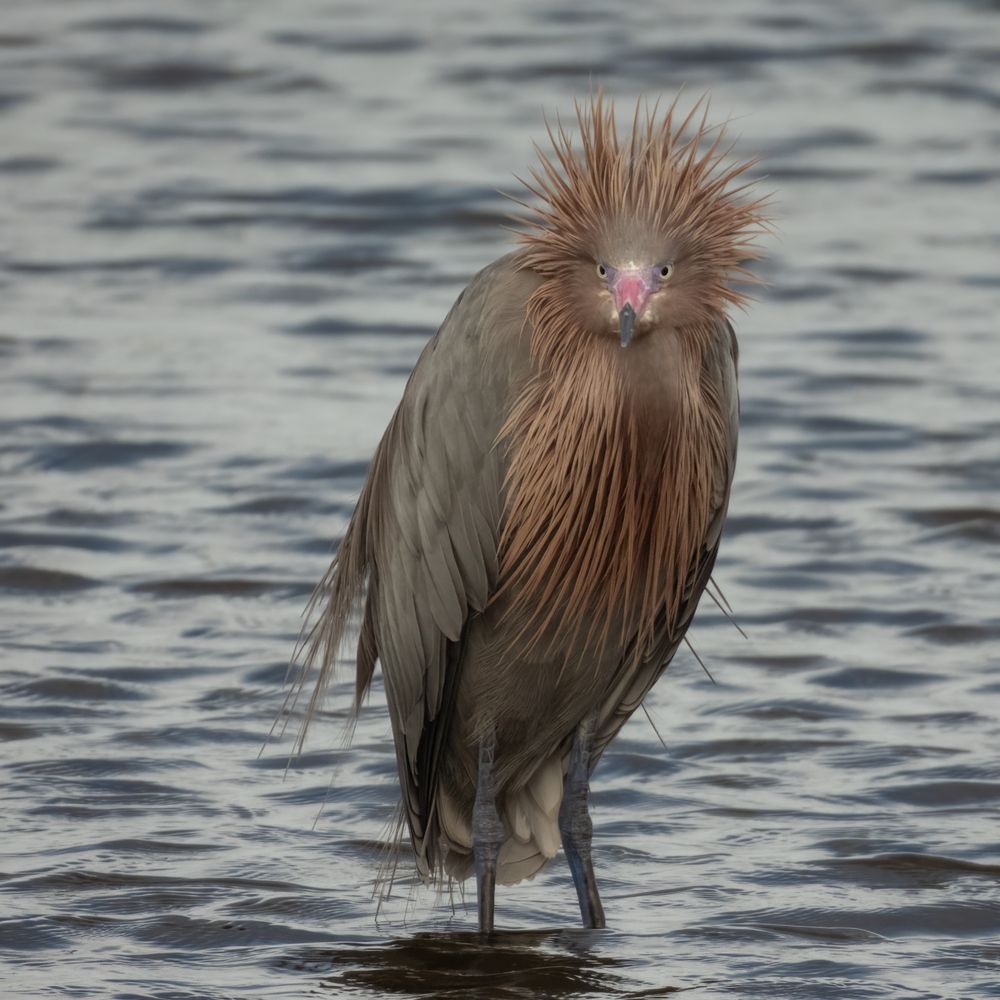 Reddish egret standing in water starting directly into the camera with feathers on head standing up. Facial expression of egret looks pissed off.