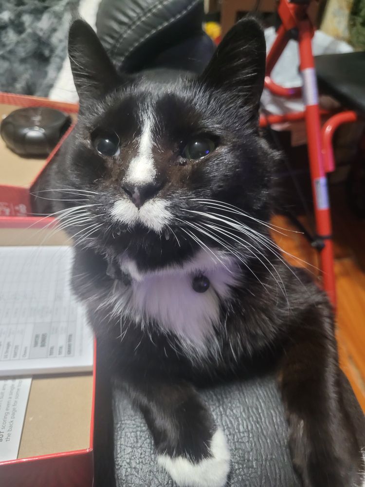 Image features a dapper black and white tuxedo cat laying on a chair to prevent a game of Yahtzee.