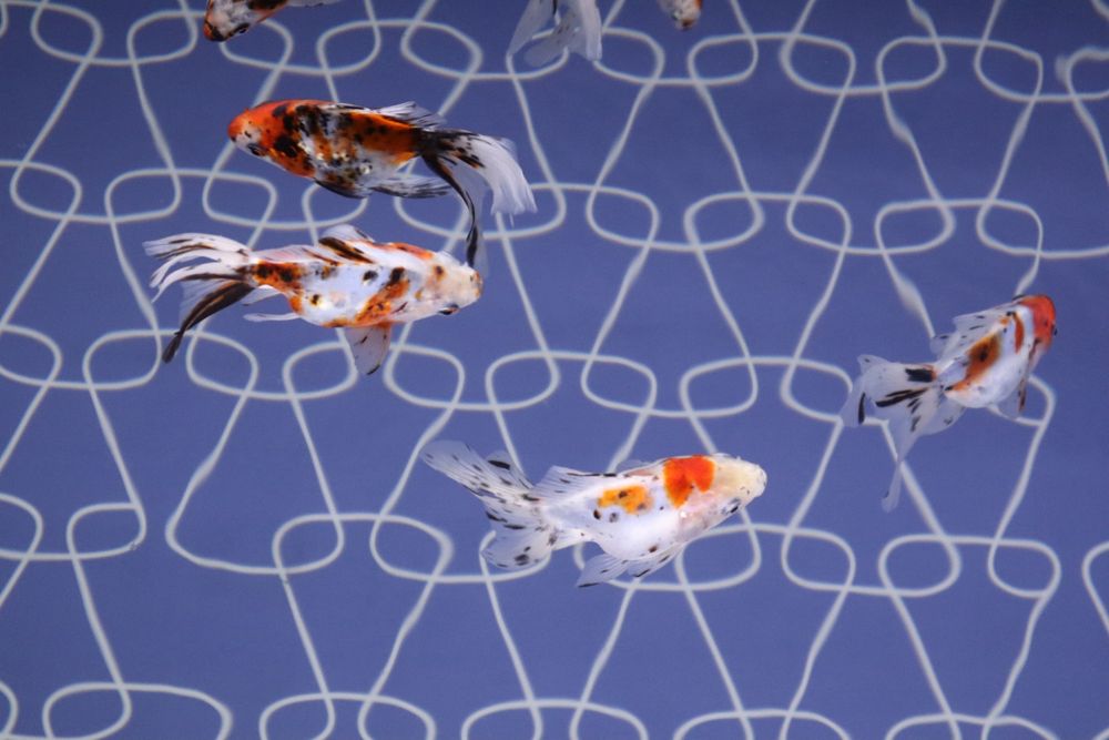 水槽の中を泳ぐ金魚