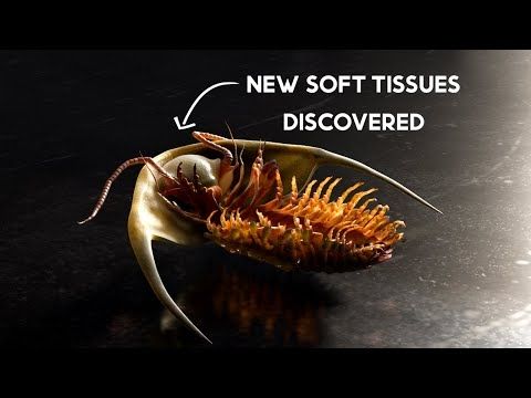 Trilobite Soft Tissue