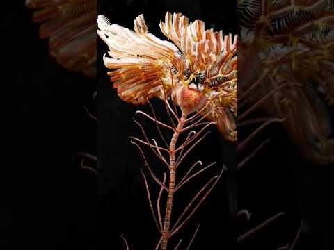 Arthroacantha animated #crinoid #paleoart #prehistoric