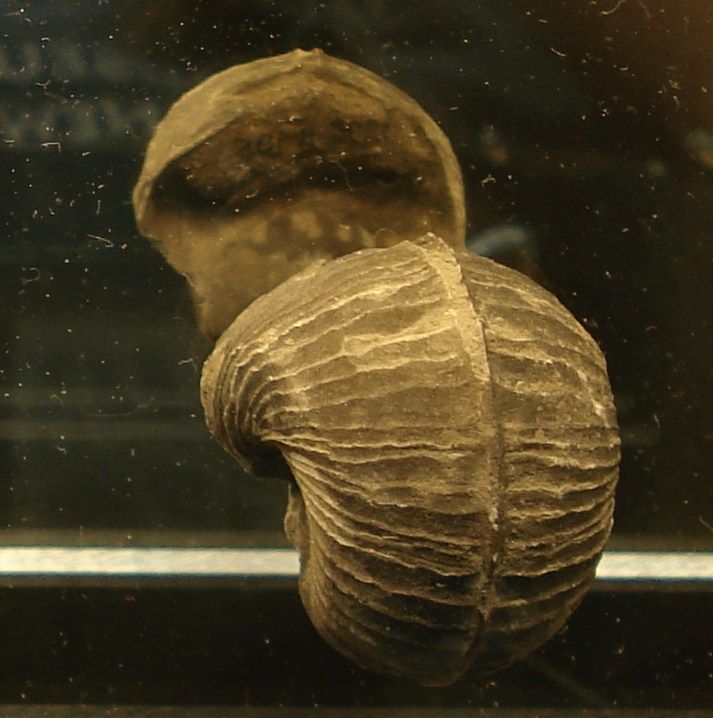 Bellerophon umbilicus