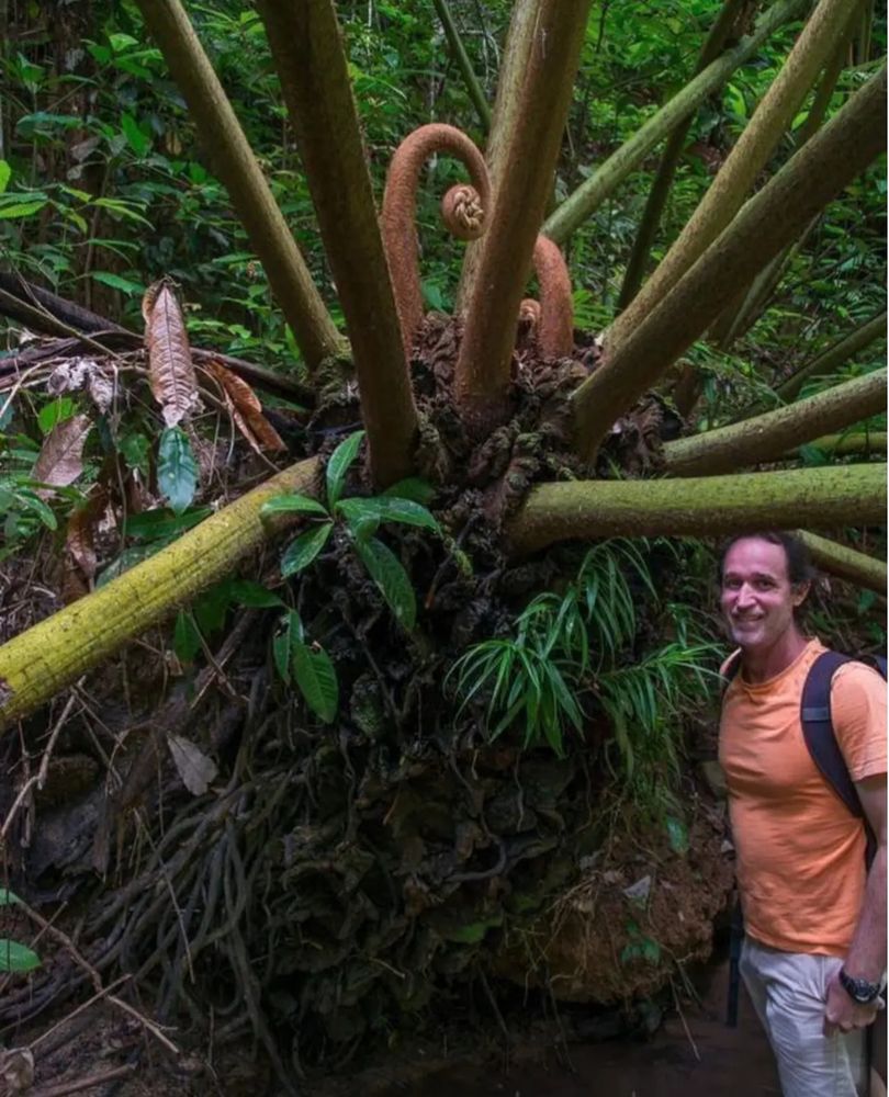 Person next to a giant fern with leave stalks as thick as bamboos 