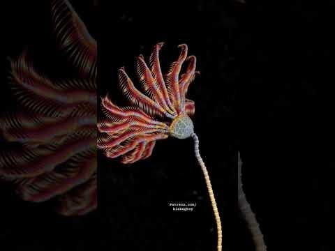 Corocrinus calypso #Crinoid #paleoart #3danimation