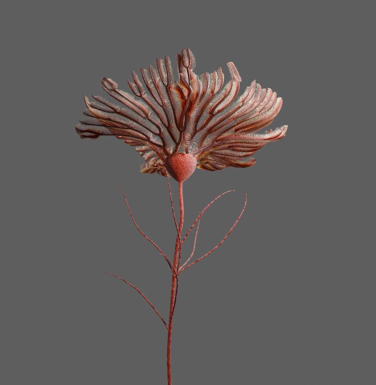 work in progress of a crinoid 3D model, this particular one has arms that branch out and split into more arms in a fractal manner, very tedious to model.