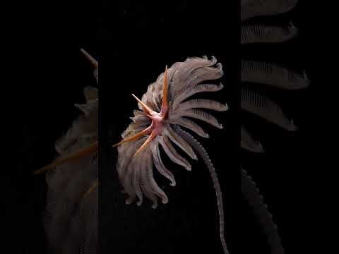 Dorycrinus gouldi #crinoid #paleoart #prehistoric #3danimation