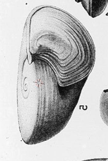 Reference drawing of Maclurites 