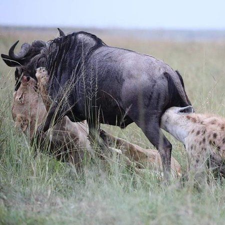 A lion and a hyena attacking the same wildebeest. I do not envy the latter.
