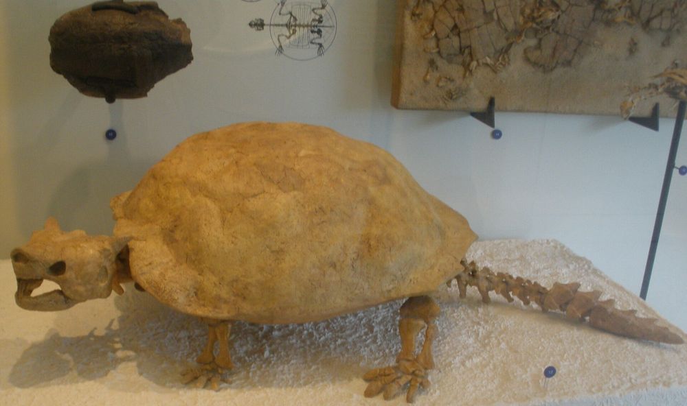 skeleton of meiolania