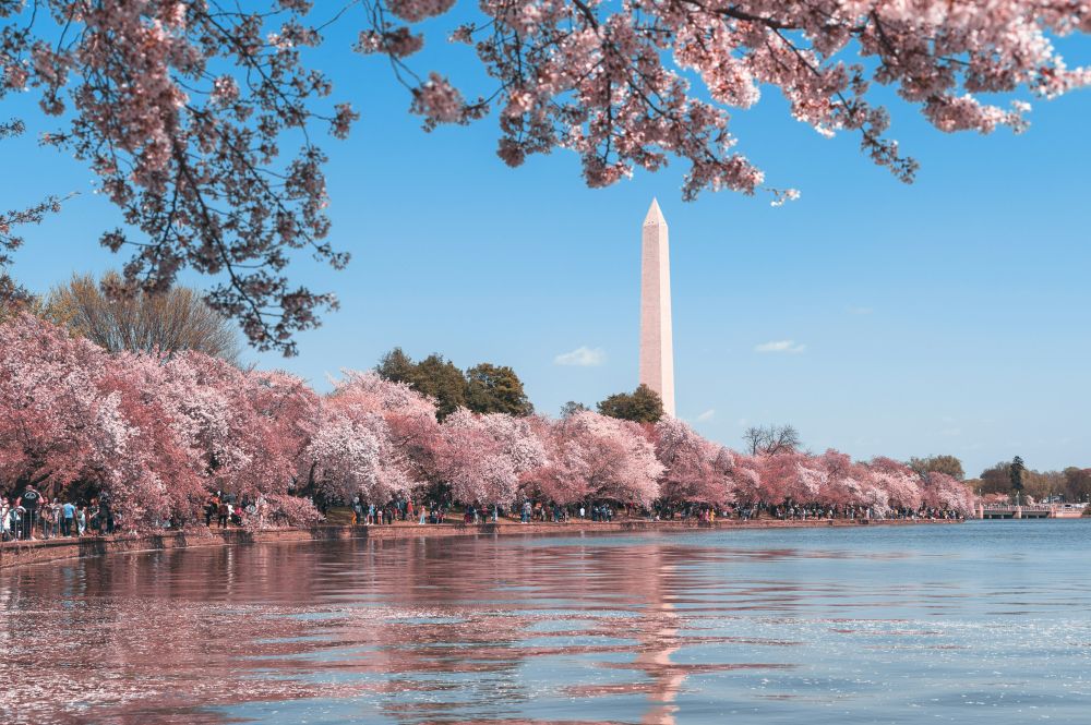 The Tidal Basin during peak cherry blossom bloom with the Washington Memorial in the backdrop. Photo by Andy He on Unsplash