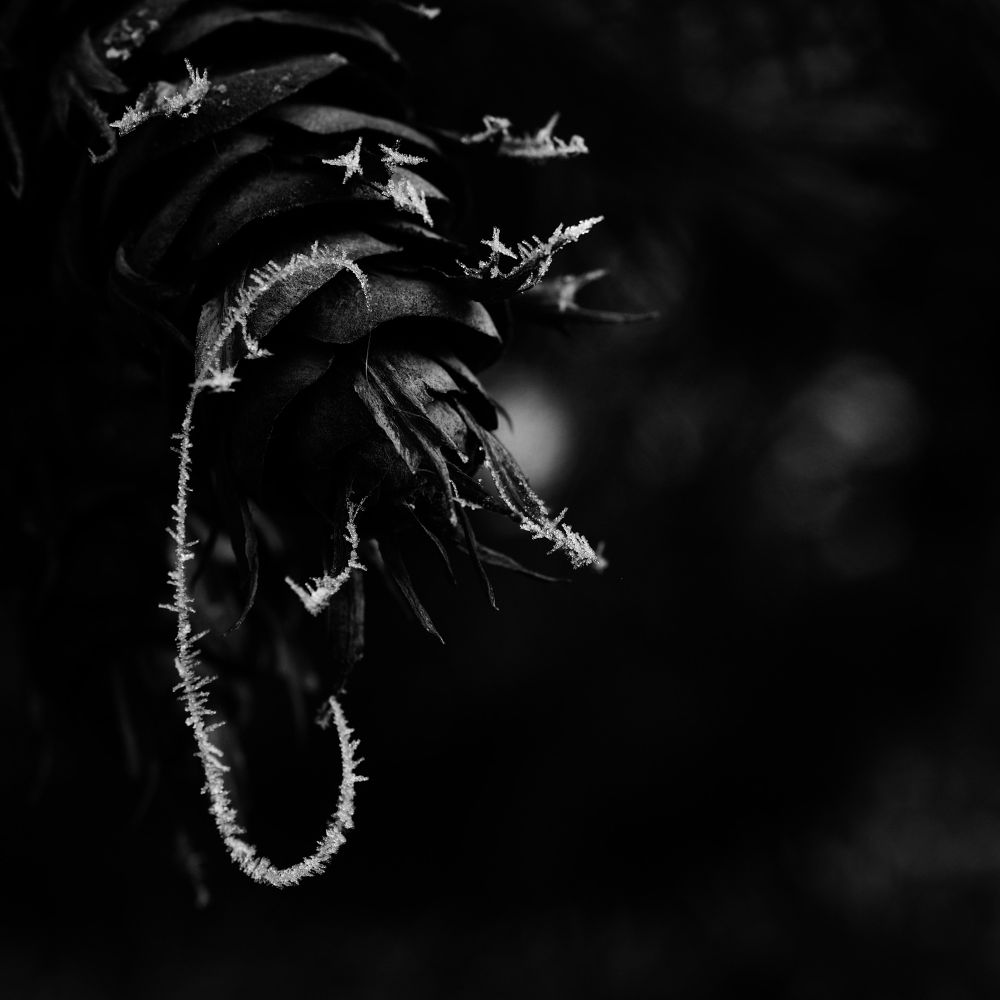 Black and white photo of a pinecone with a line , probably remain of a cobwebs covered in ice. The pinecone is very black due to filter simulation on the camera. 
Photo is square format, the background is blurred and it is straight out of the camera. 