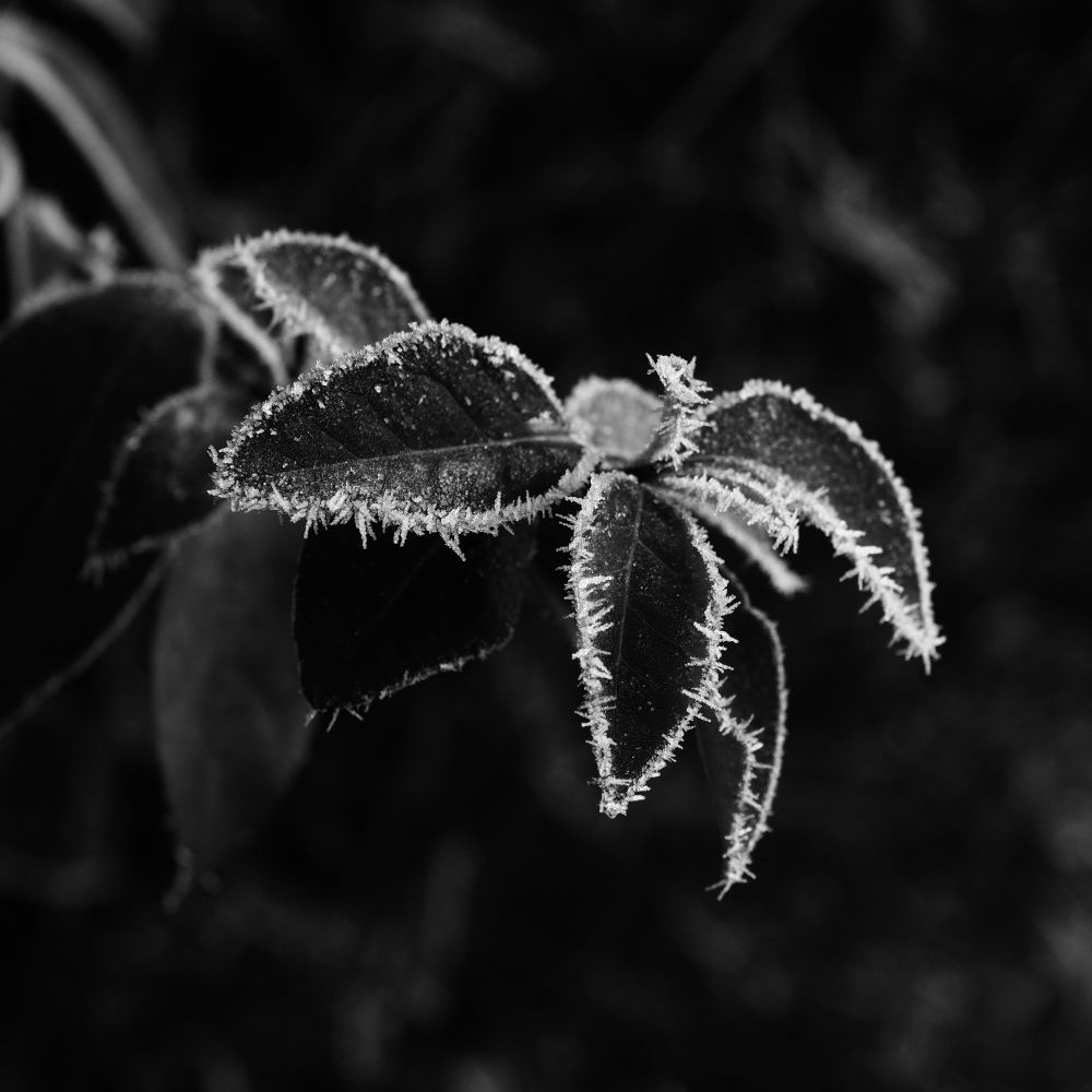 Black and white photo of 3 leaves (in focus and few others that are blurred) with ice on its extremes. Photo is square format, the background is blurred and it is straight out of the camera. 