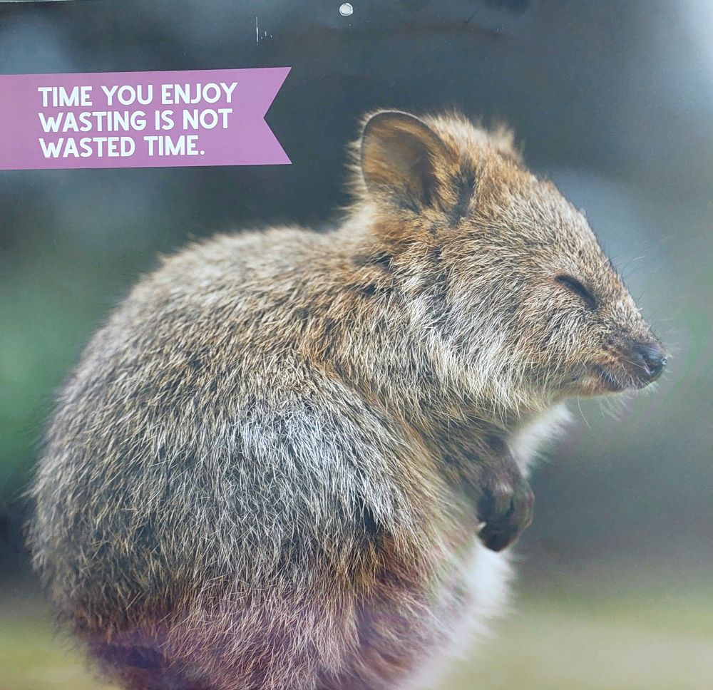 Quokka with eyes closed.
