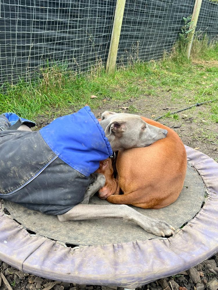A picture of 2 dogs, one a lurcher in a blue coat, snuggling up together on a small trampoline 