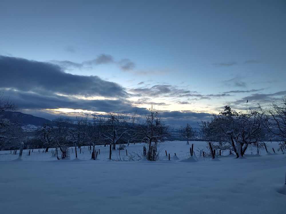 Verschneite Landschaft in der Morgenstimmung. Bäume im Vordergrund, Berge im Hintergrund 