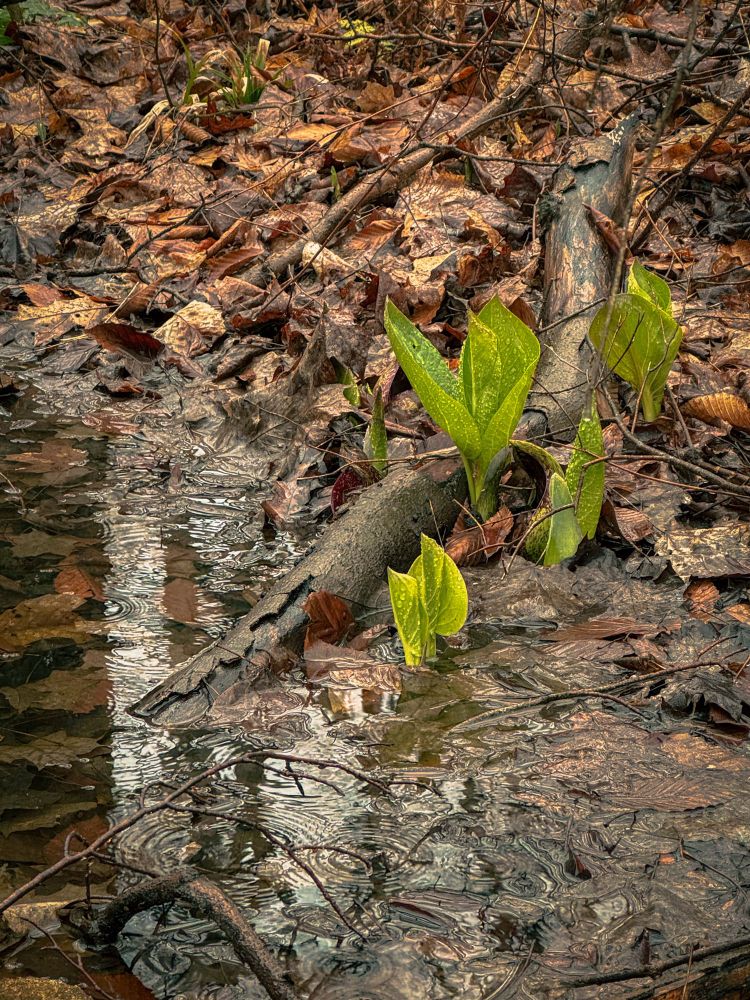 Skunk cabbage beginning to unfurl. 