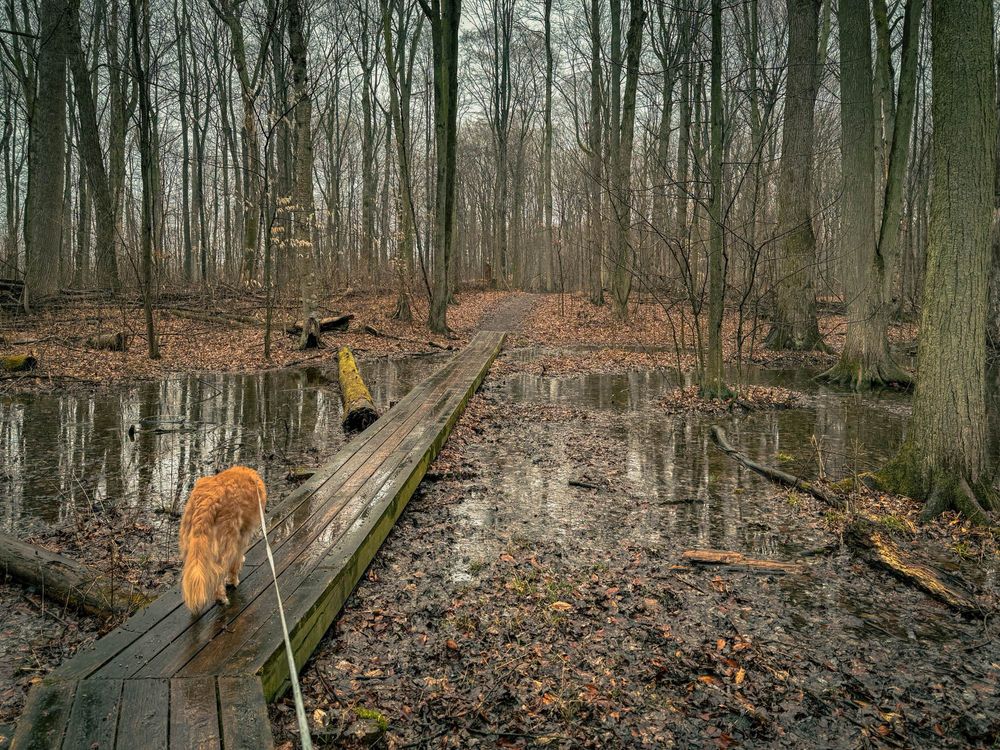 Back of Duck Toller dog walking along wooden boardwalk in spring. Raining and puddles. 