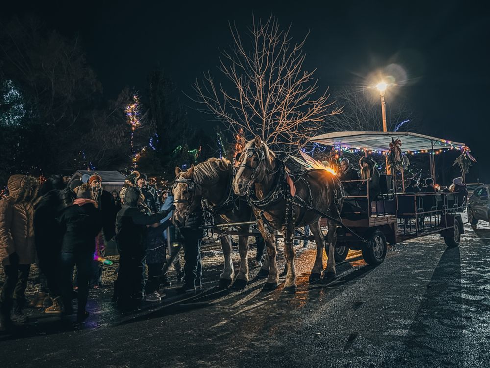 Evening horse-drawn carriage ride surrounded by festive lights and a cheerful crowd