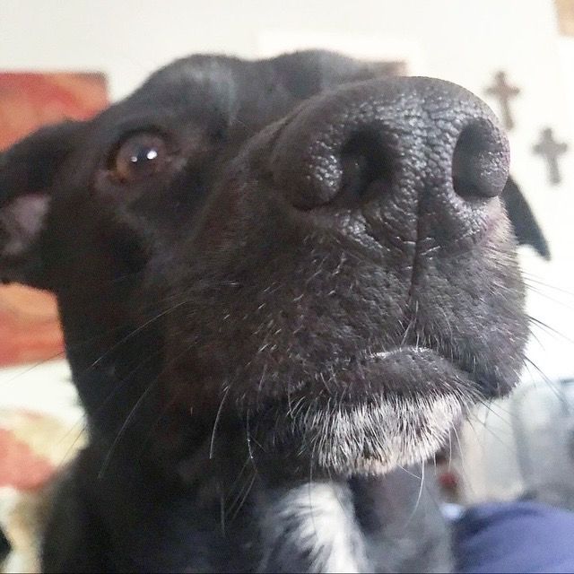 My dog Bob Rogers. He’s a little black runt Pit/Lab mix with a wise grey chin