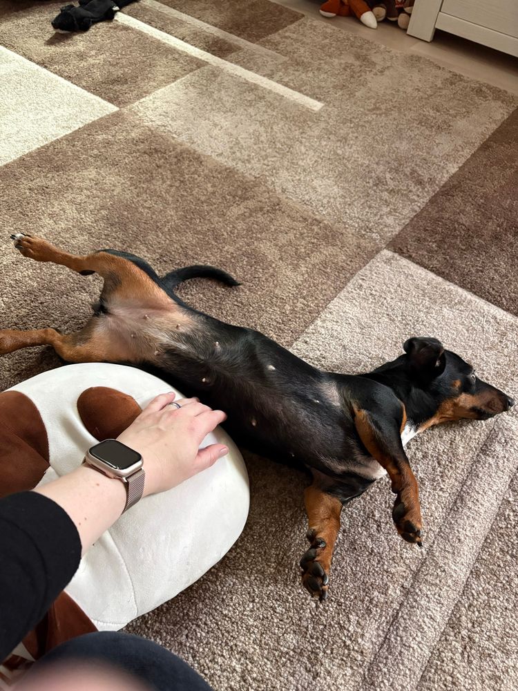 Ein schwarz brauner Dackel mit weißer Brust liegt ausgestreckt auf dem Rücken, ein wenig seitlich verdreht auf einem Teppich und lässt sich den Bauch kraulen.