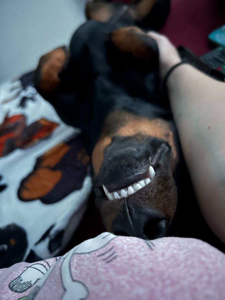 Nahaufnahme einer Dackelschnute. Der Hund liegt rücklings, man sieht die weißen Zähne
