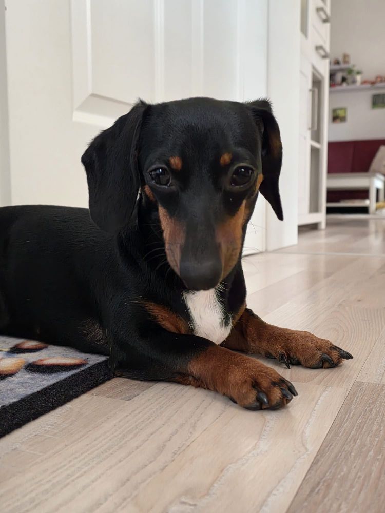 Ein Foto von einem schwarz braunen Dackel mit weißer Brust. Sie liegt auf dem Boden auf einem Teppich und schaut direkt in die Kamera.