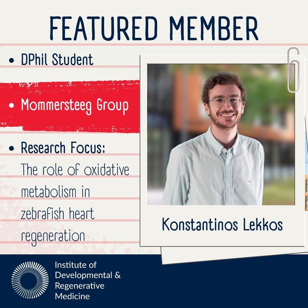 Square image with a background designed to look like lined note paper. Title reads as Featured Member. On the right is a faux polaroid photo of the featured member, Konstantinos Lekkos, with his name below his image. On the left are three bullet points that state 1. his job role of DPhil Student, 2. he is a member of the Mommersteeg Group, and 3. his research focus which is the role of oxidative metabolism in zebrafish heart regeneration. A dark blue band stretches across the bottom of the square to highlight a white Institute of Developmental & Regenerative Medicine logo.