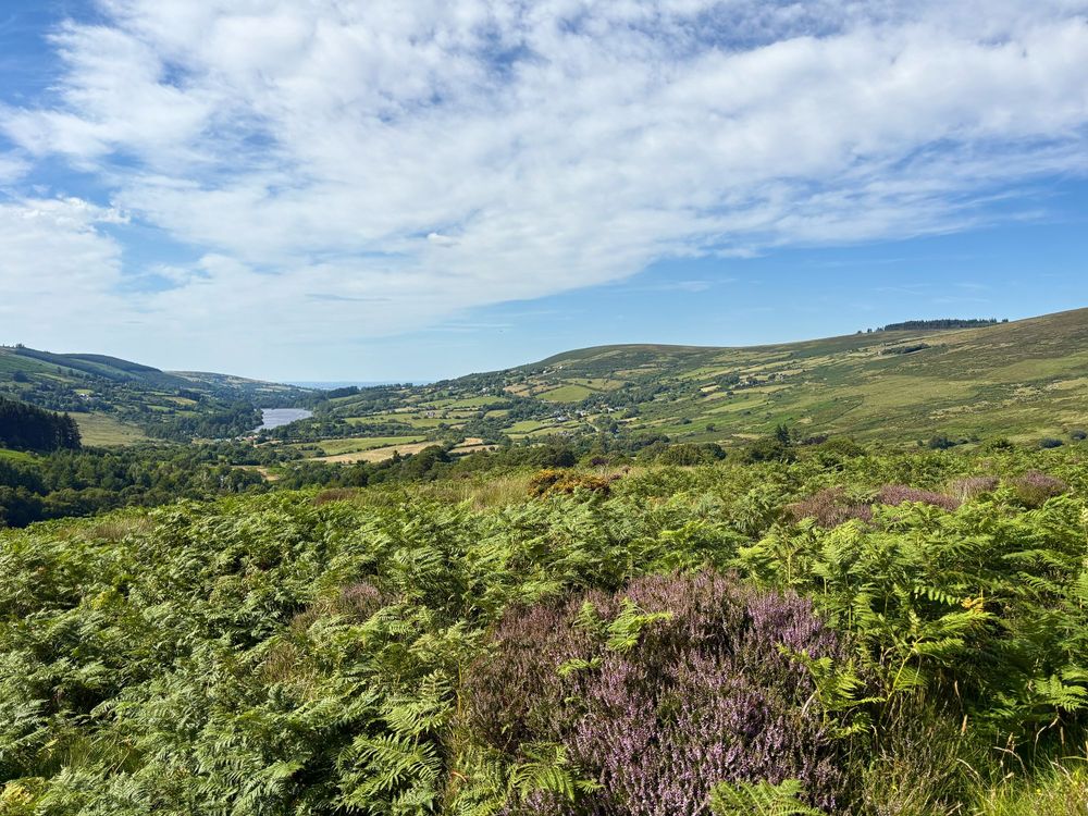 Bracken and heather in the foreground with hills and a lake in the distance