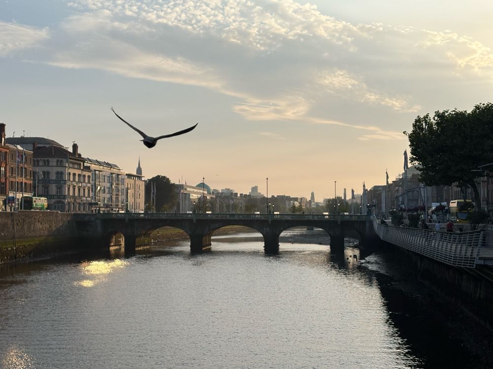 A view of the River Liffey from the Millennium Bridge with a seagull in frame.