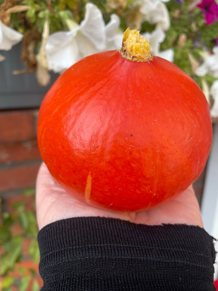 Ein winziger oranger Kürbis auf einer Handfläche.
