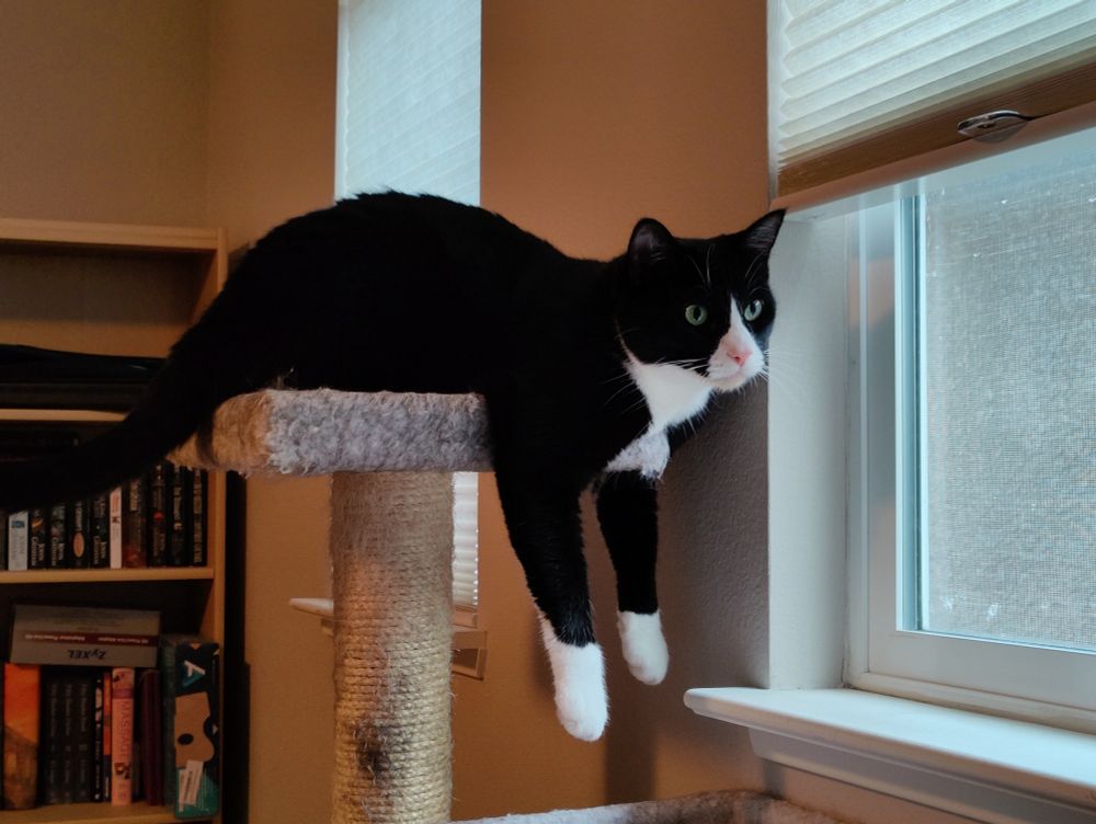 Photo of a tuxedo cat on top of his "condo" as he looks out of a window