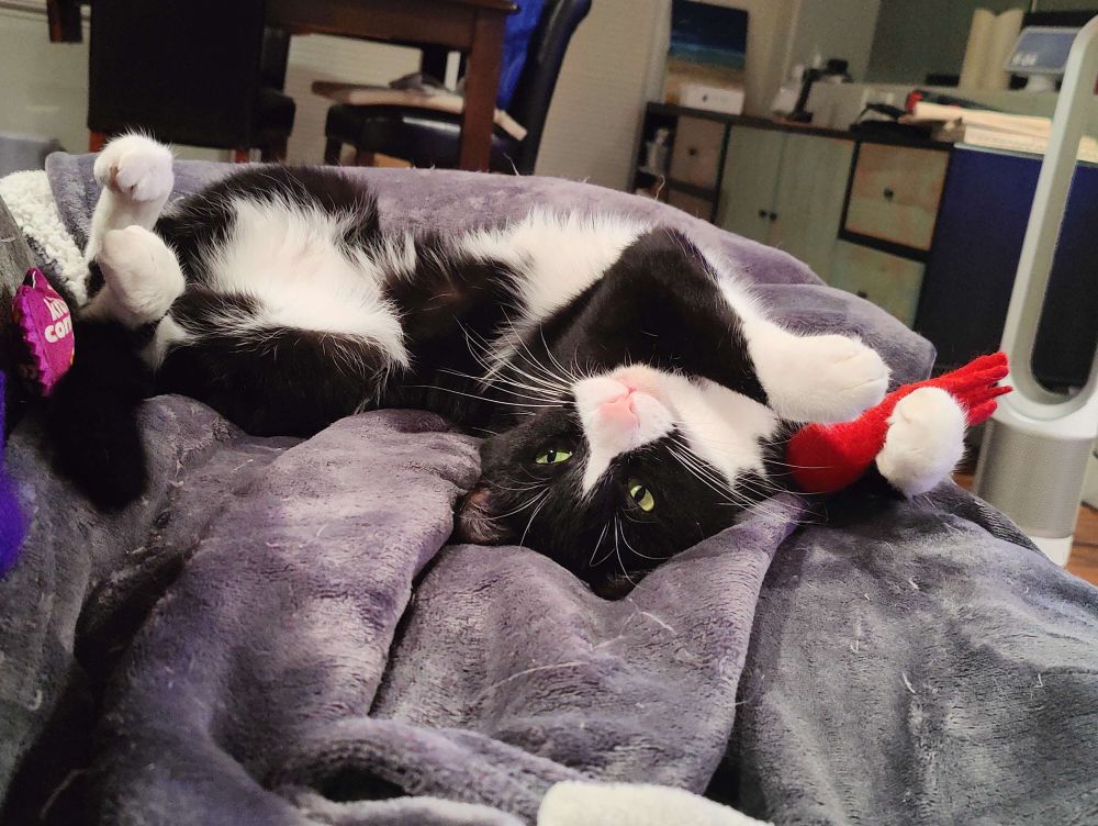 Timmy, Black and White tuxedo catv stretches on the couch upside down and states at the camera