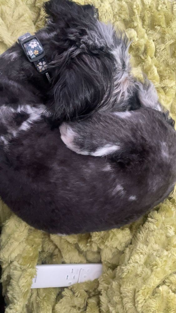 Picture of mini Aussie doodle dog curled up on a green fluffy blanket 