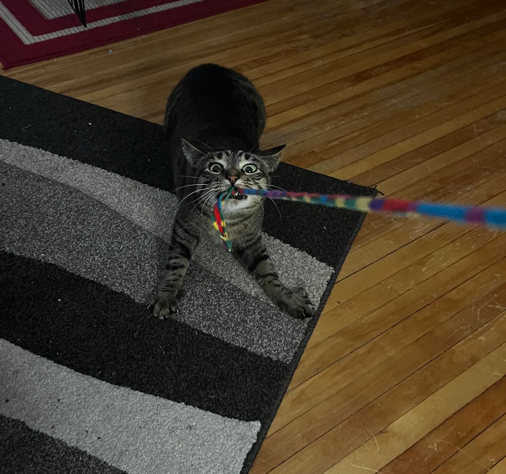 A tabby cat aggressively pulling on his string toy