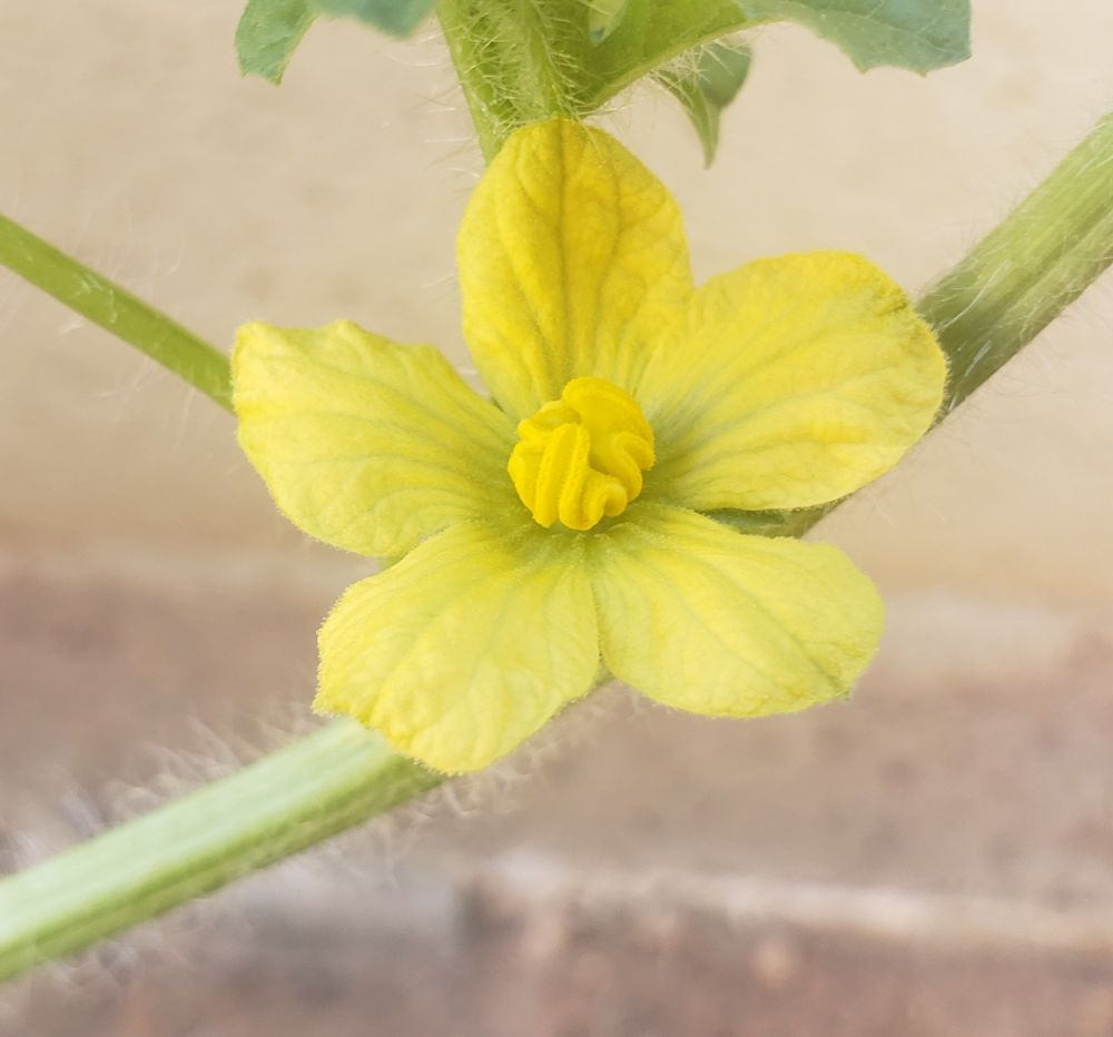 A male watermelon flower, which has five round petals and is yellow with touches of green. In the middle are the pollen covered anthers, which look like a single round mass with undulating grooves