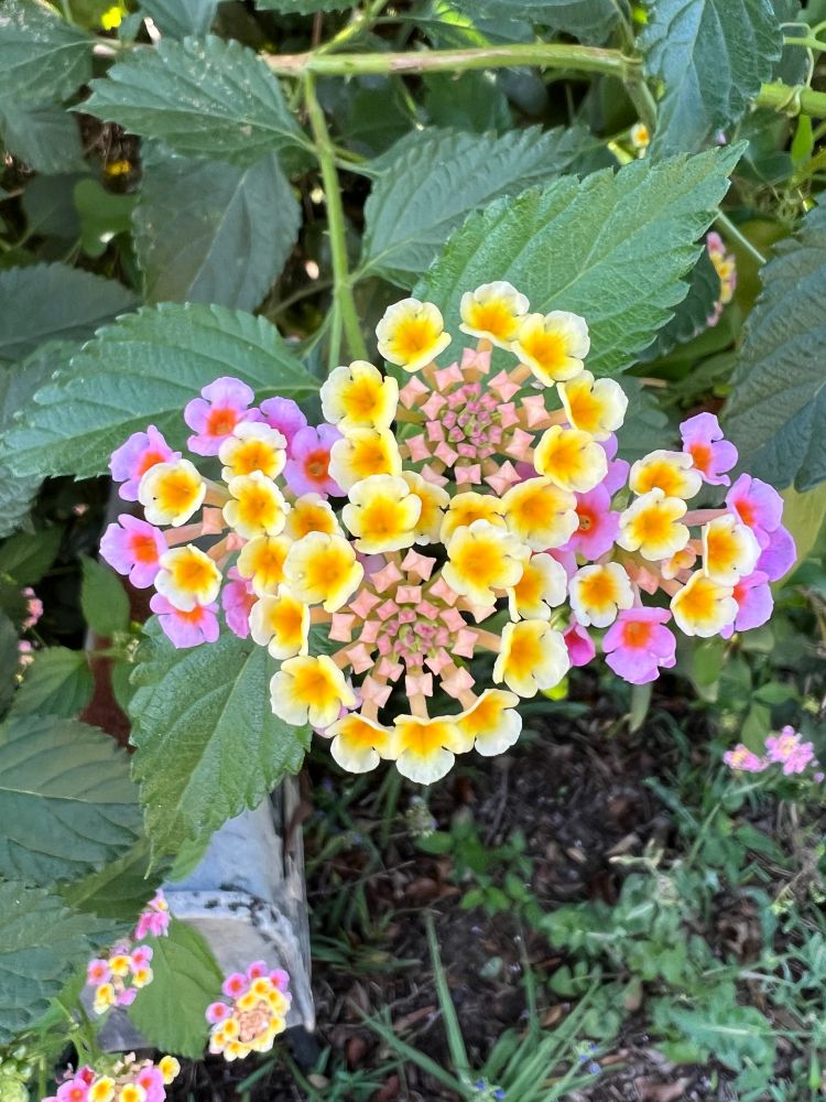 Comment image