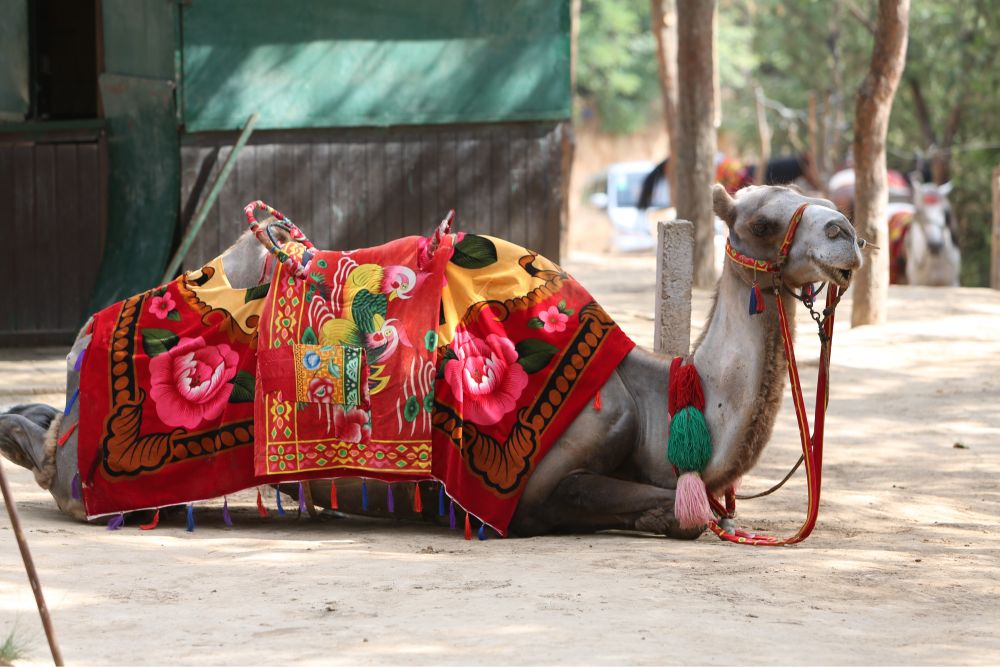A camel with a decorative saddle