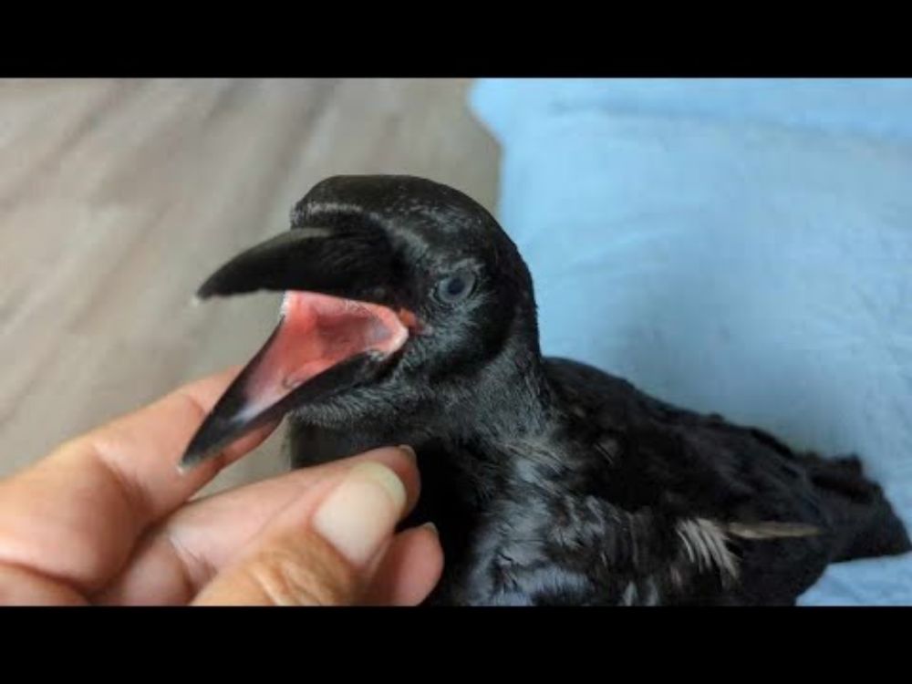 Baby Crow Hides Cheese And Gets Angry When I Find It