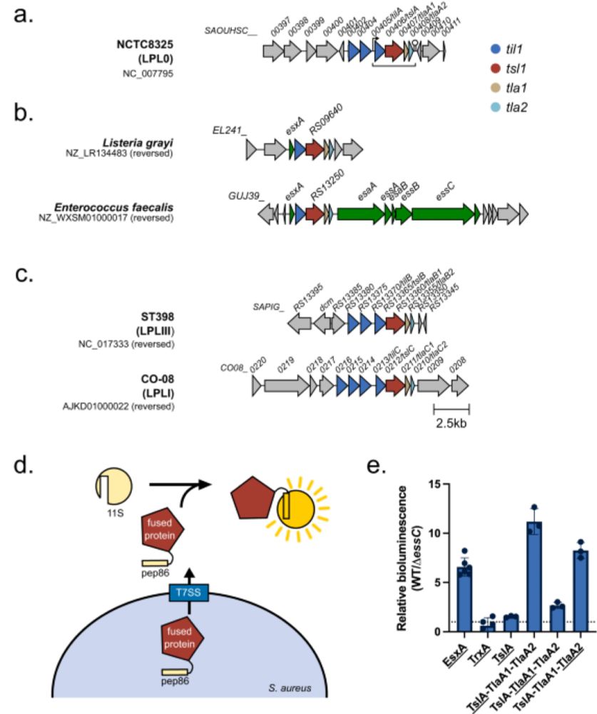 A type VII-secreted lipase toxin with reverse domain arrangement - Nature Communications