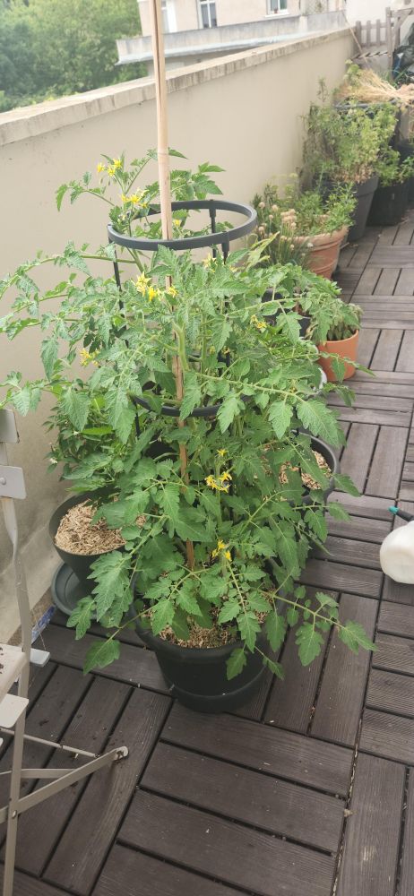 Photo. Sur un balcon, dans un pot noir avec cage, un luxuriant plant de tomates cerise en fleurs d'environ 80 cm de haut. 