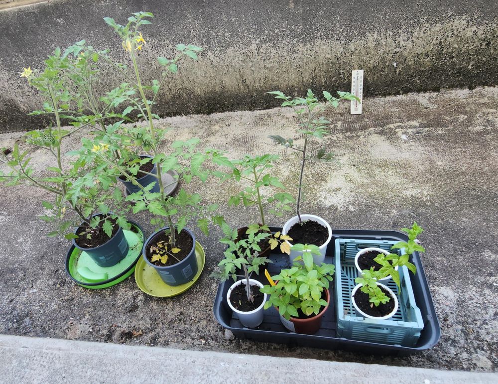 Photo : 3 plants de tomate cerise bien développés avec fleurs en pot, 3 plants plus petits en godets, petit pot de tulsi, 2 godets de menthe. 