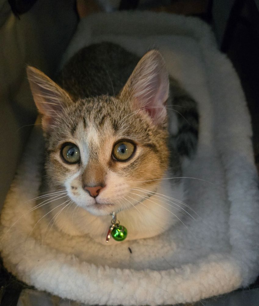 A kitten (Baja Blast) sitting in a kitty carrier, just getting home from the vet 