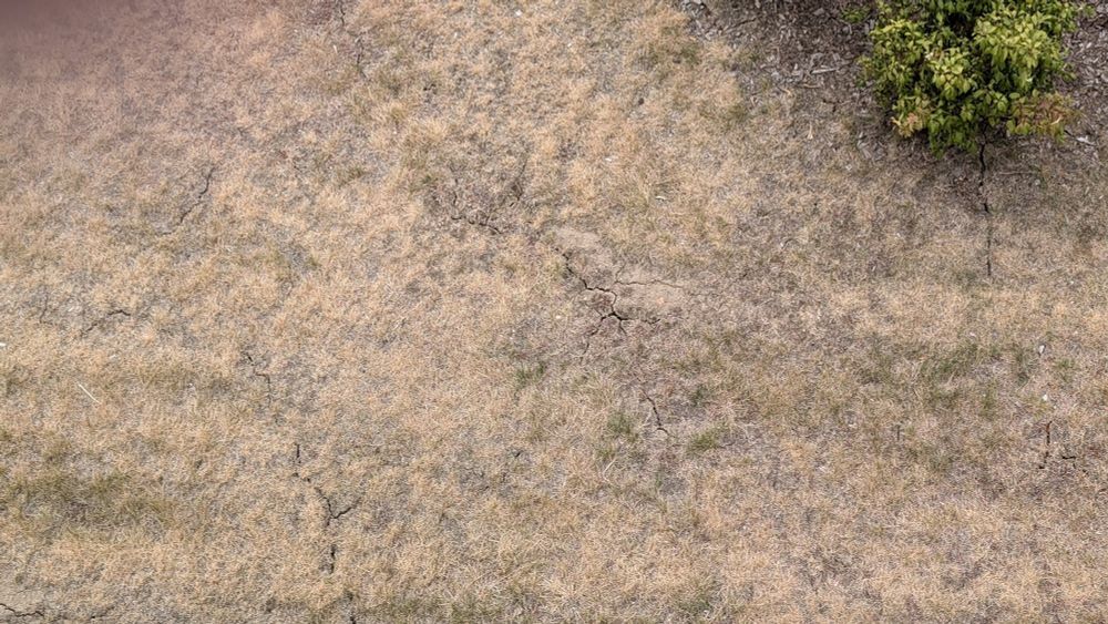 Vue de dessus d'un sol dont l'herbe est complètement sèche et jaunie, et le sol de terre est sec et craquelé.