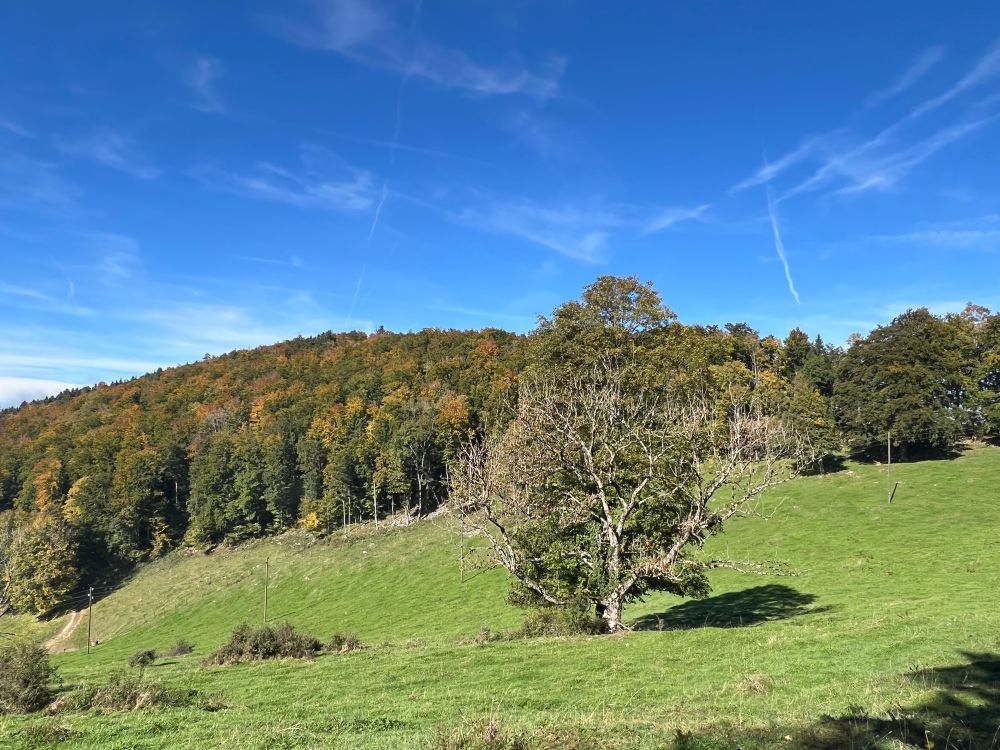 Wiese mit Bäumen, im Hintergrund Berge und blauer Himmel