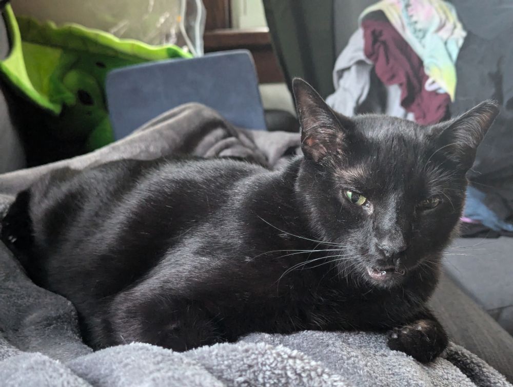 My cat, Lux, zooted after a vet visit, leaning to.one side with his eyes half opened. 