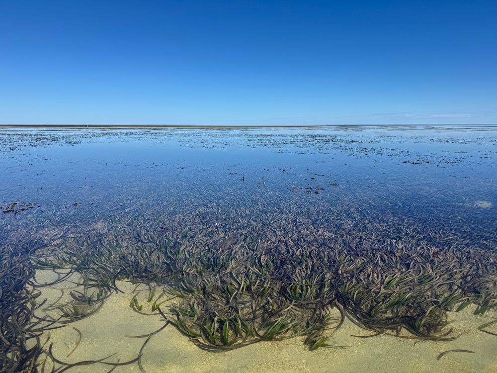A seagrass meadow in southern Australia